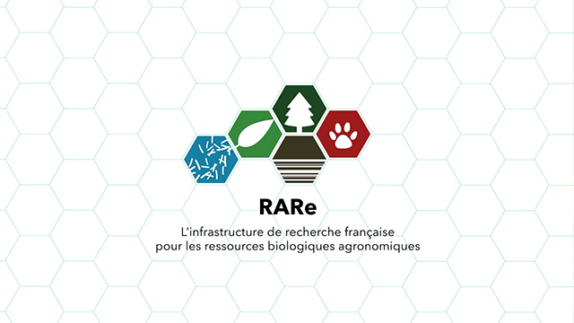RARe, l’infrastructure de recherche française pour les ressources biologiques agronomiques